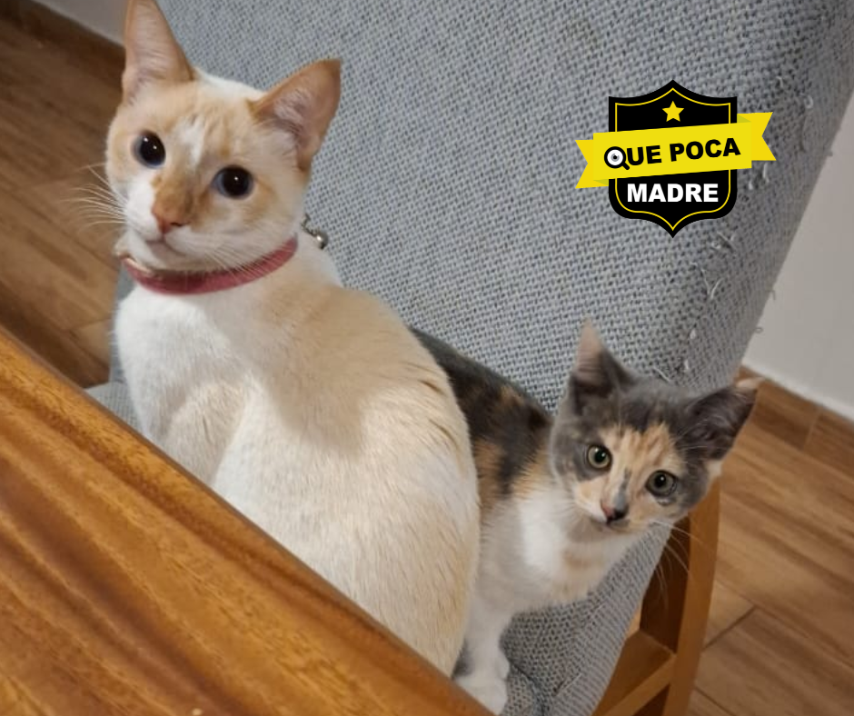 ALERTA DE #Adopción FELINA 🐱🙏🥰