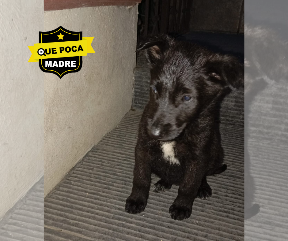 #AYUDA‼️🚨 LA ABANDONARON, LA RESCATÉ Y NO PUEDO TENERLA CONMIGO 🐶🙏🥰