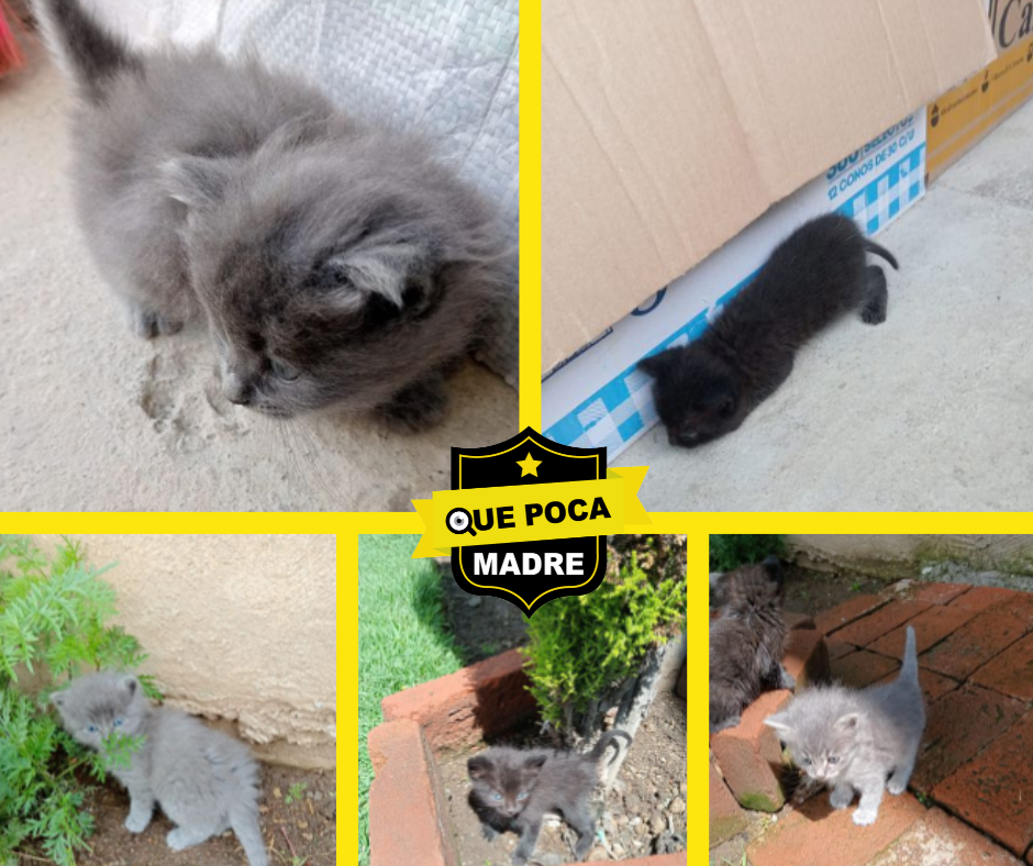 #Michis BEBÉS LISTOS PARA SER ADOPTADOS 🐱🥰