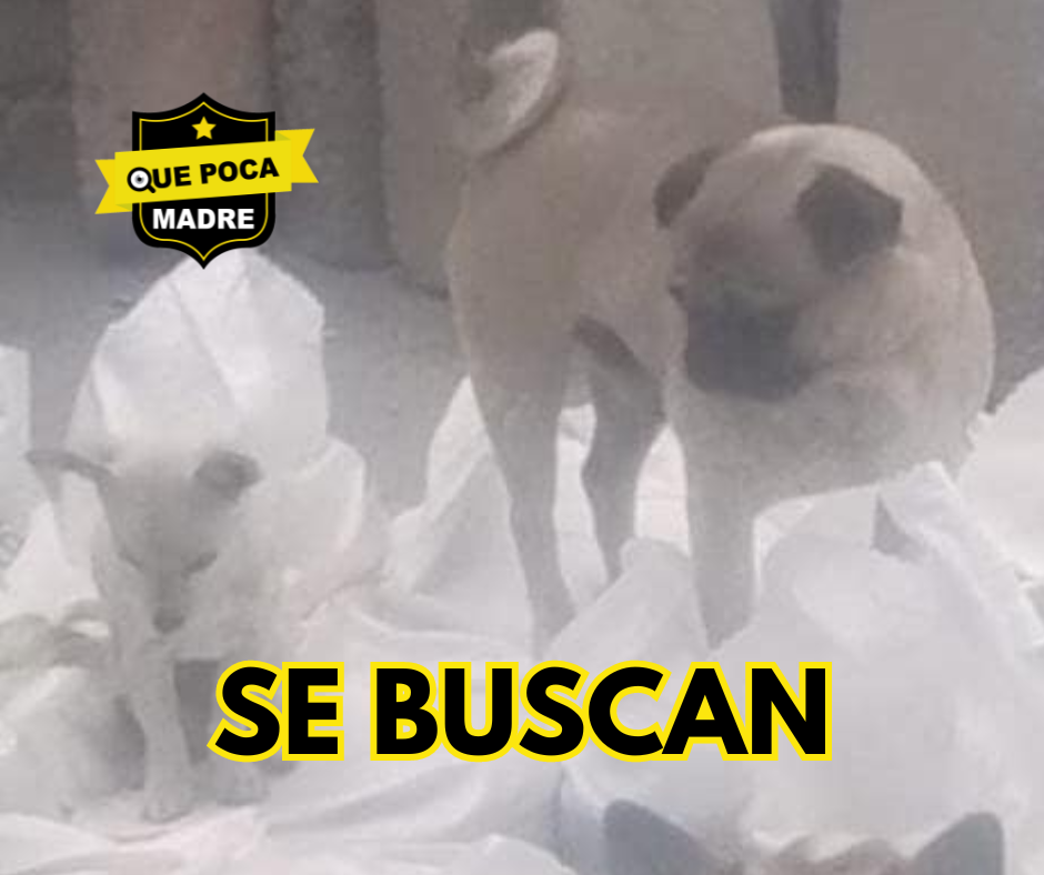 PUG Y CHIHUAHUA PERDIDOS… SOS‼️🆘🥺