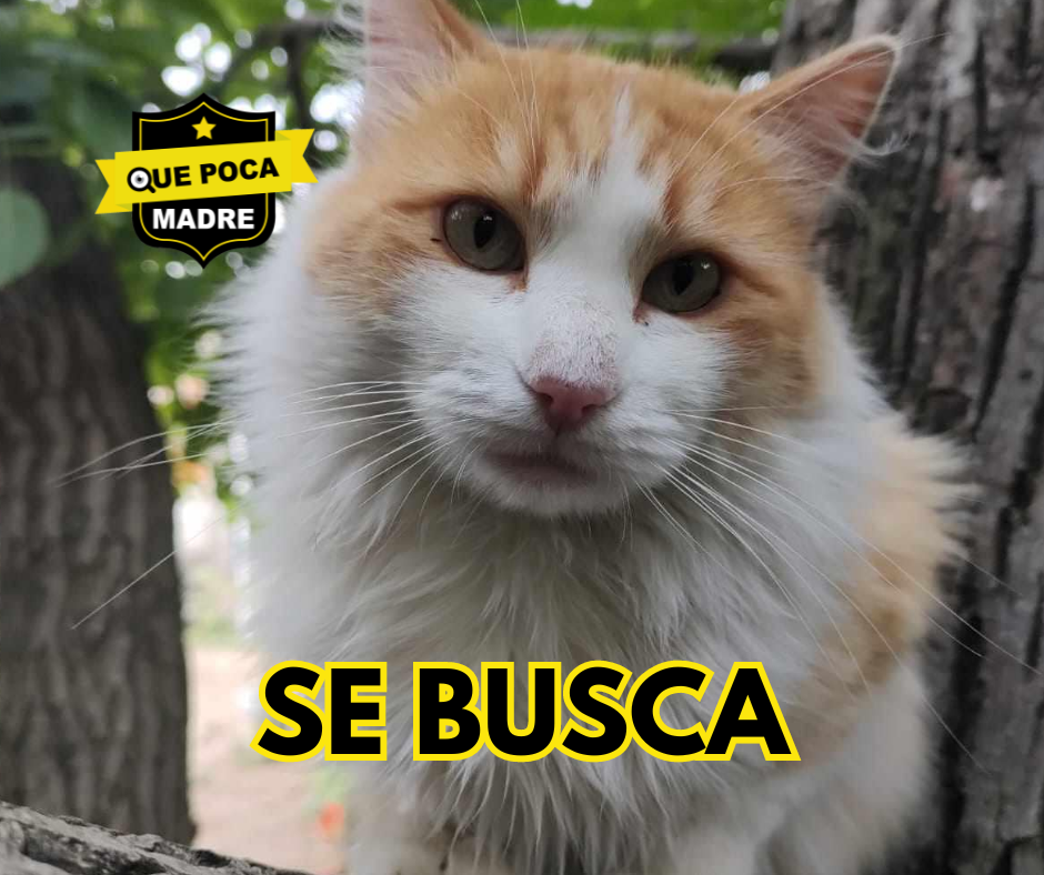 #URGE LOCALIZAR A #Michi PERDIDO EN CALIMAYA🐱🙏🚨