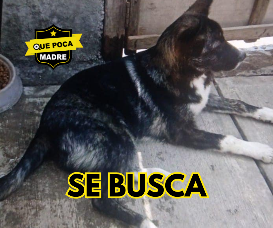 PEDIMOS LA COLABORACIÓN DE #Rayón Y #SanAntonioLaIsla PARA ENCONTRAR #Lomito PERDIDO🐶🙏🚨