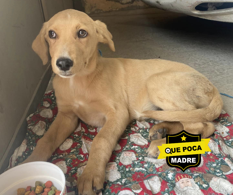 🚨#AYUDA🚨 PERRITA RESCATADA BUSCA UN HOGAR 🐶🙏🥰