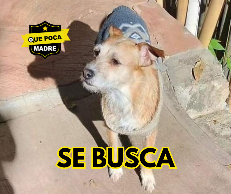 ‼️#SeBusca‼️ HAS VISTO A MINNA⁉️🐶🙏