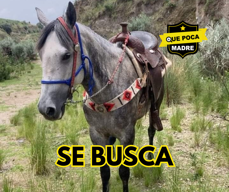 AYUDA‼️🚨 CUACO PERDIDO… PORFA AYÚDENOS A ENCONTRARLO 🐴🔍🚔