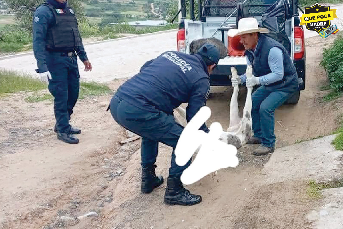 ¡MALNACIDOS! MATAN A 15 PERRITOS EN OAXACA; al parecer fueron envenenados