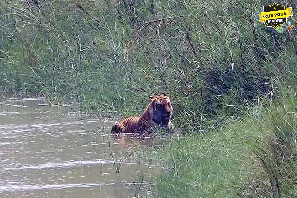 ¡PARECE QUE VI UN LINDO GATITO! Se escapa tigre de zoológico de Tamaulipas