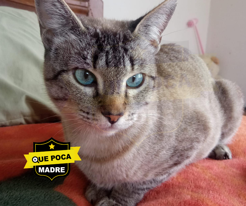 MIRA QUE #Michi TAN PRECIOSA… Y PUEDE SER TUYA SI GUSTAS 🐱🙏🥰