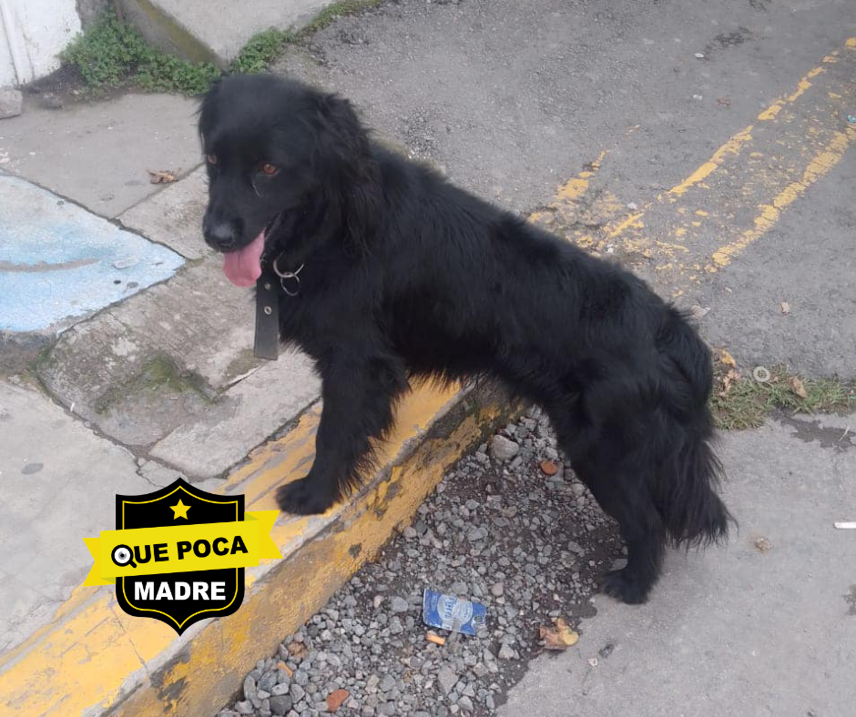 LOMITO PERDIDO‼️ BUSCAN A SU FAMILIA🐶🙏🥺