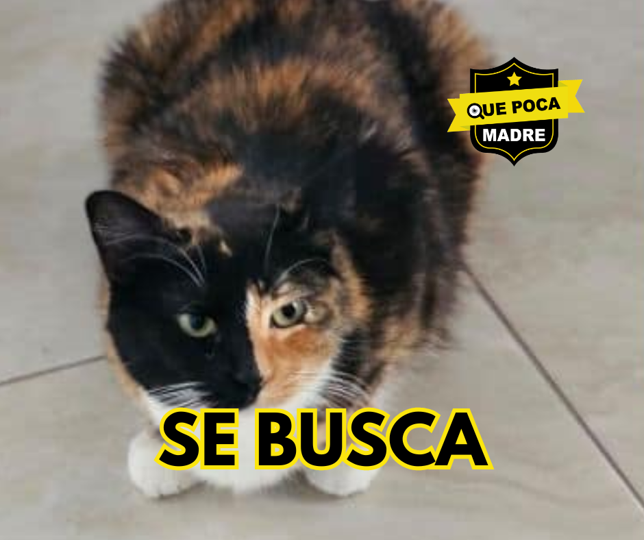 LA HAS VISTO⁉️🚨 MICHI QUIERE VOLVER A CASA… AYÚDALA 🐱🙏