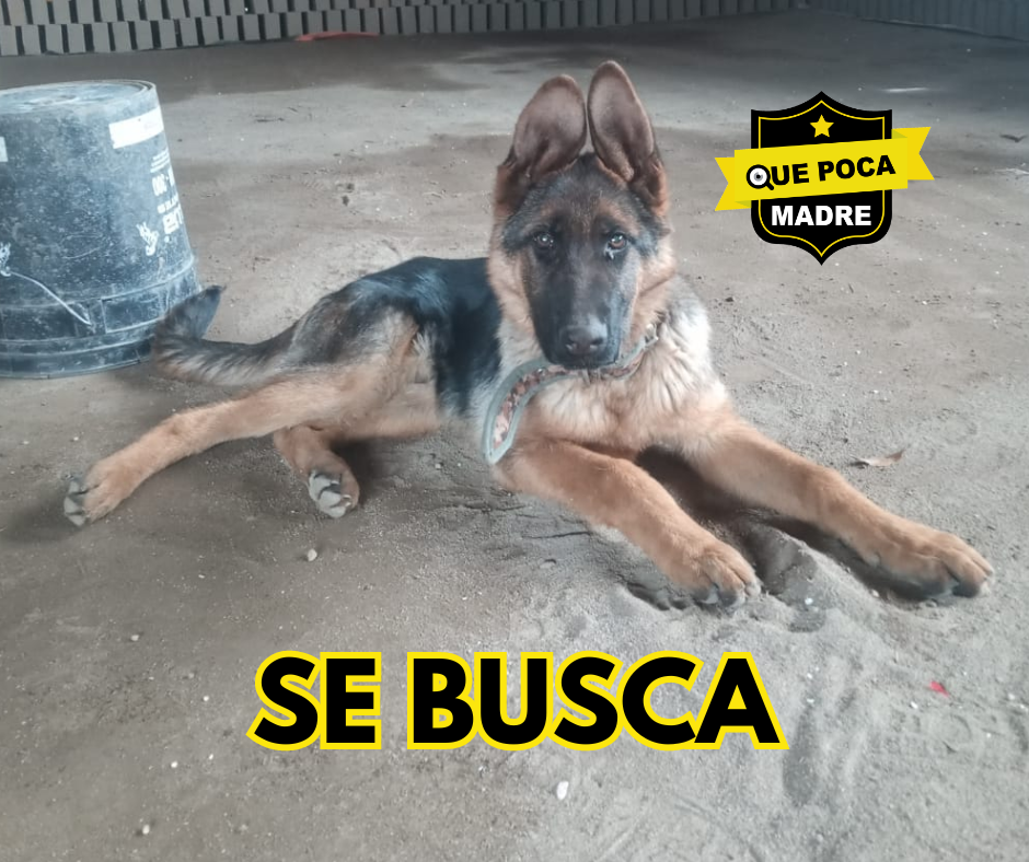 #URGENTE‼️ BUSCO A MI PERRO 🐶🥺🙏