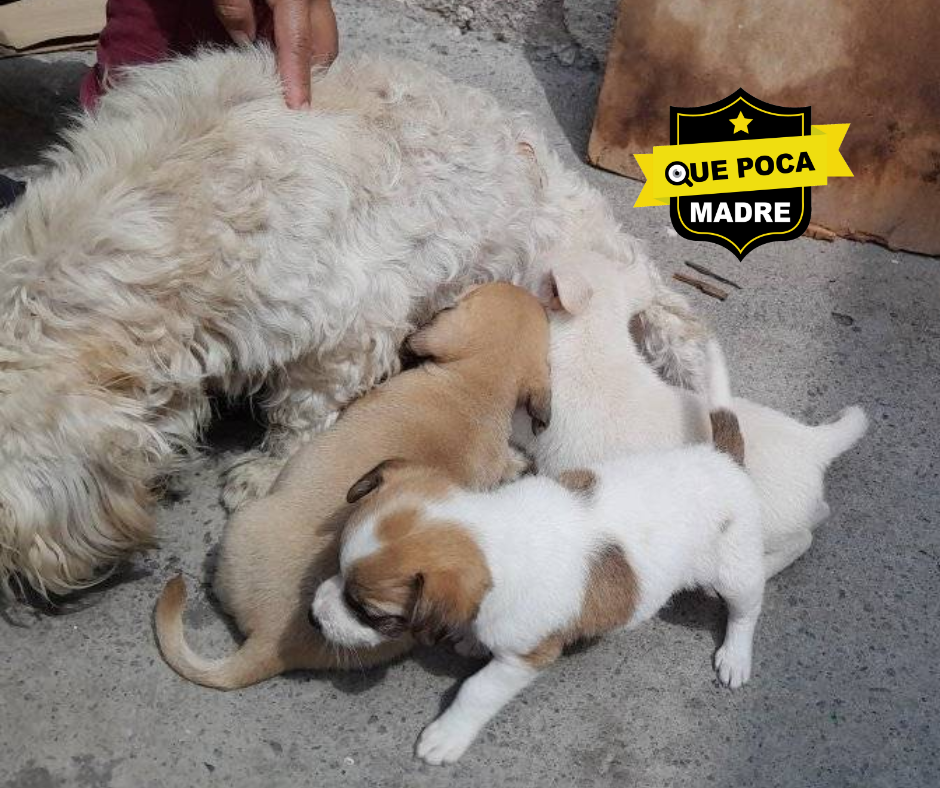 #Lomitos BEBÉS BUSCAN HOGAR 🐶🥰🙏