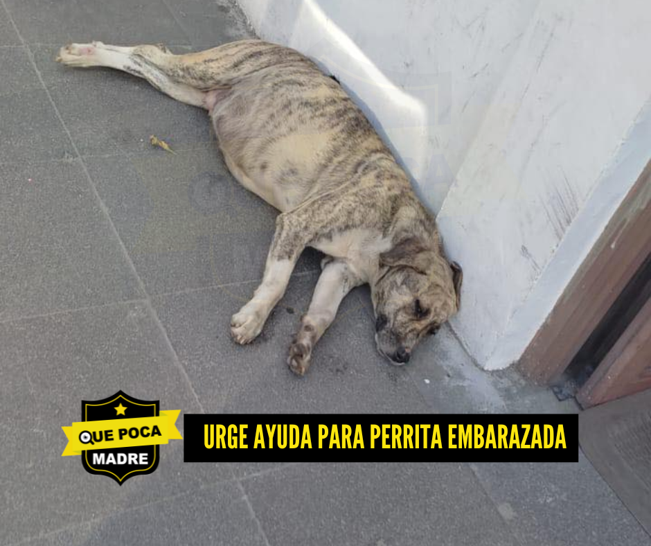 APOYO URGENTE‼️ 🐶 PERRITA EMBARAZADA EN BUSCA DE UN #Milagro 🙏🥺🚨