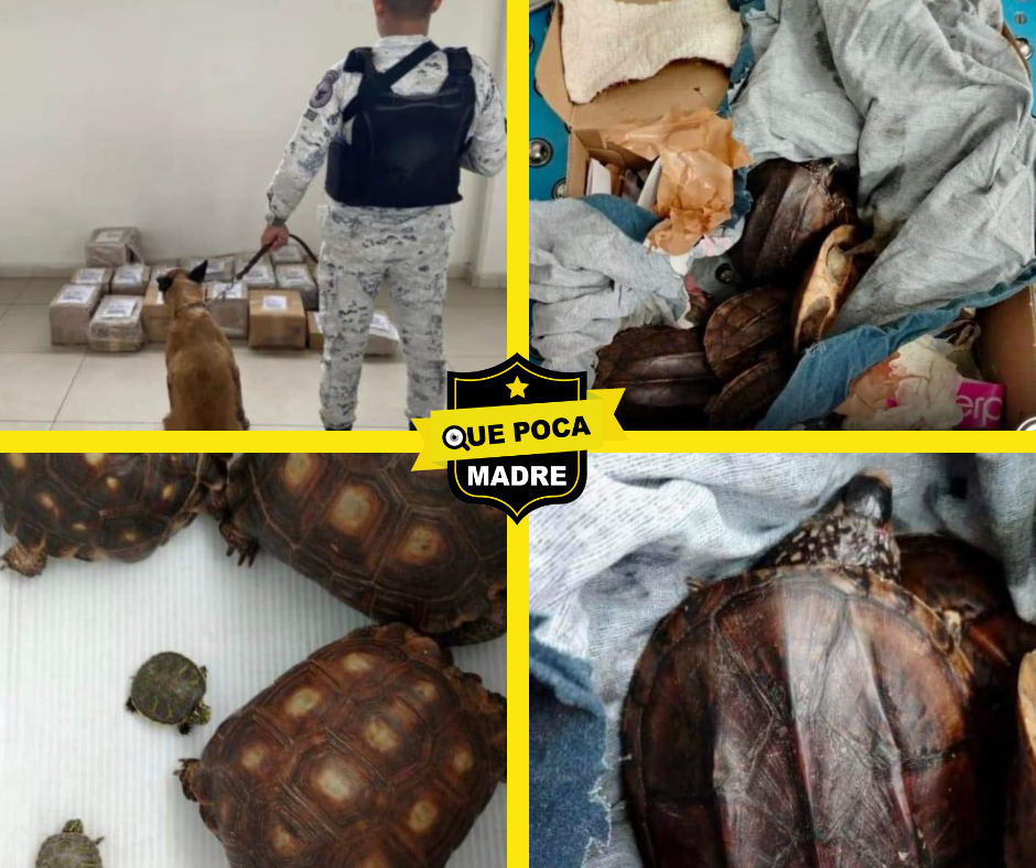 #QuePocaMadre‼️🤬 ENCUENTRAN A #Donatello Y SUS AMIGOS EN UNA CAJA DE ZAPATOS 🐢📦🚨