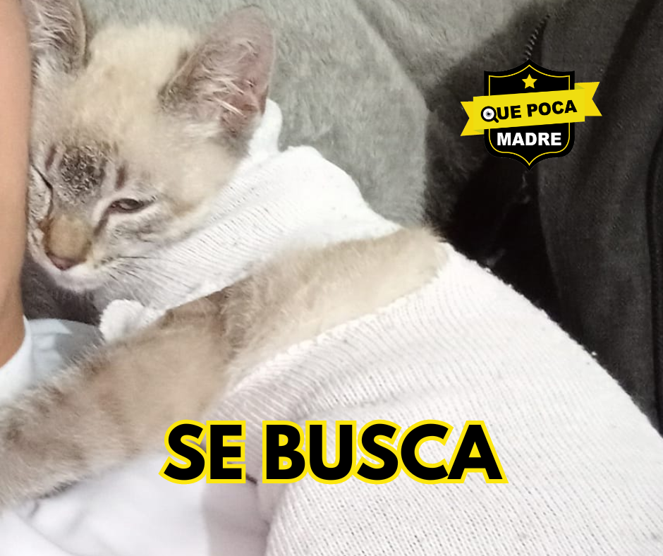 POR FAVOR 🙏 AYÚDENME A AENCONTRARLA 🐱🚨