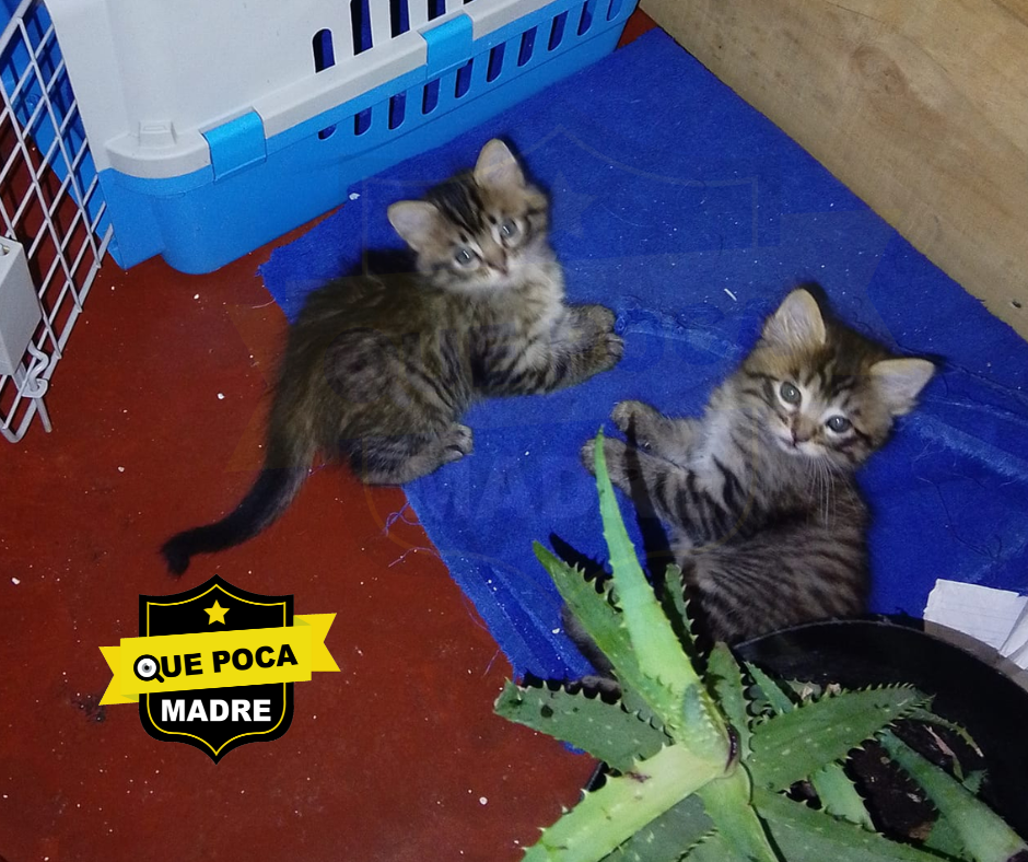 TE GUSTARÍA ADOPTAR UN #Michi⁉️ 🐱🥰