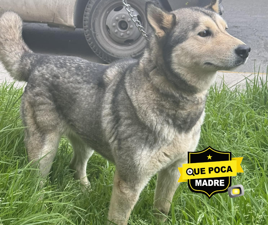 HERMOSA LOBITA BUSCA A SU FAMILIA 🐶🙏🚨