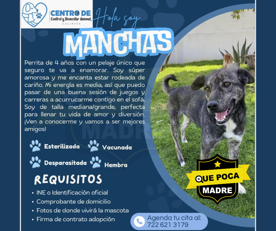 BUSCAS UNA NUEVA AMIGA Y COMPAÑERA DE VIDA⁉️ QUE #Suerte, MANCHAS TE ESTÁ ESPERANDO 🐶🥰🚨