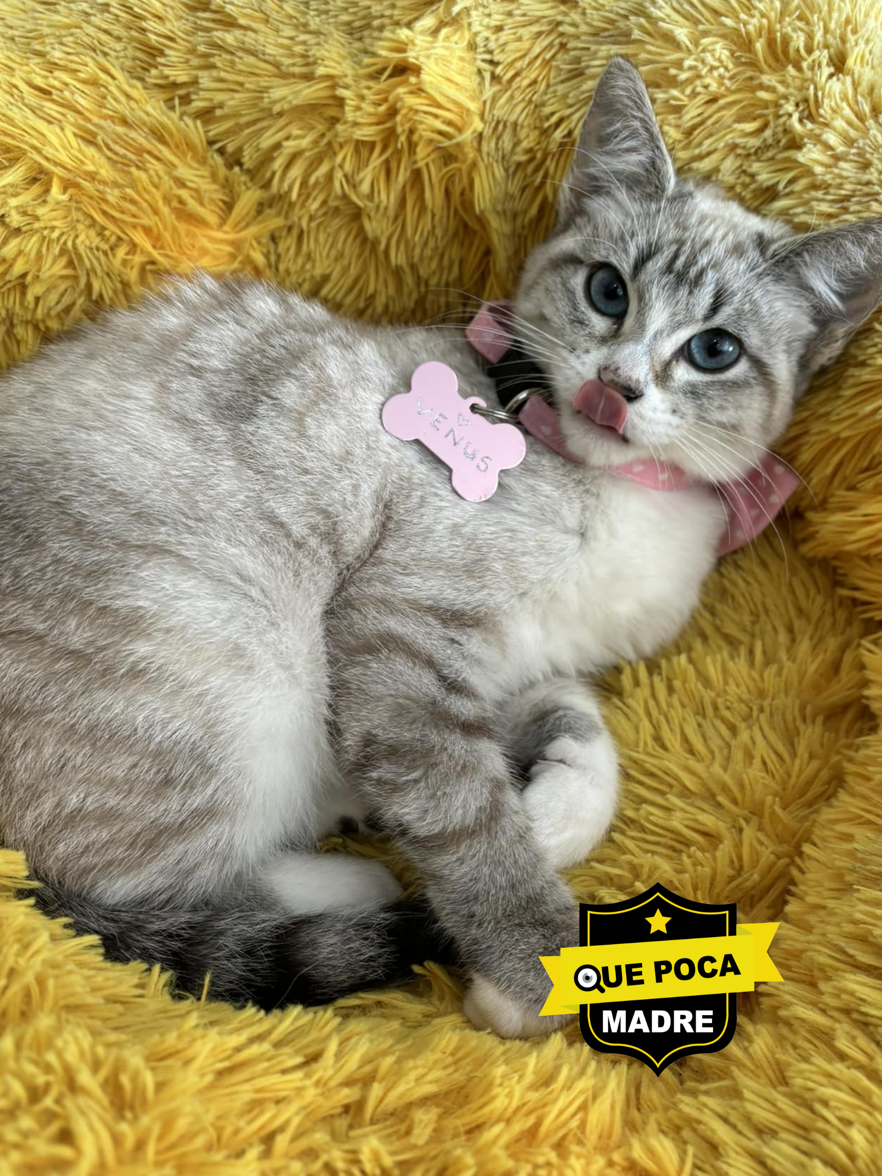 #Venus ESTÁ LISTA PARA UN NUEVO HOGAR 🙏🐱🥰