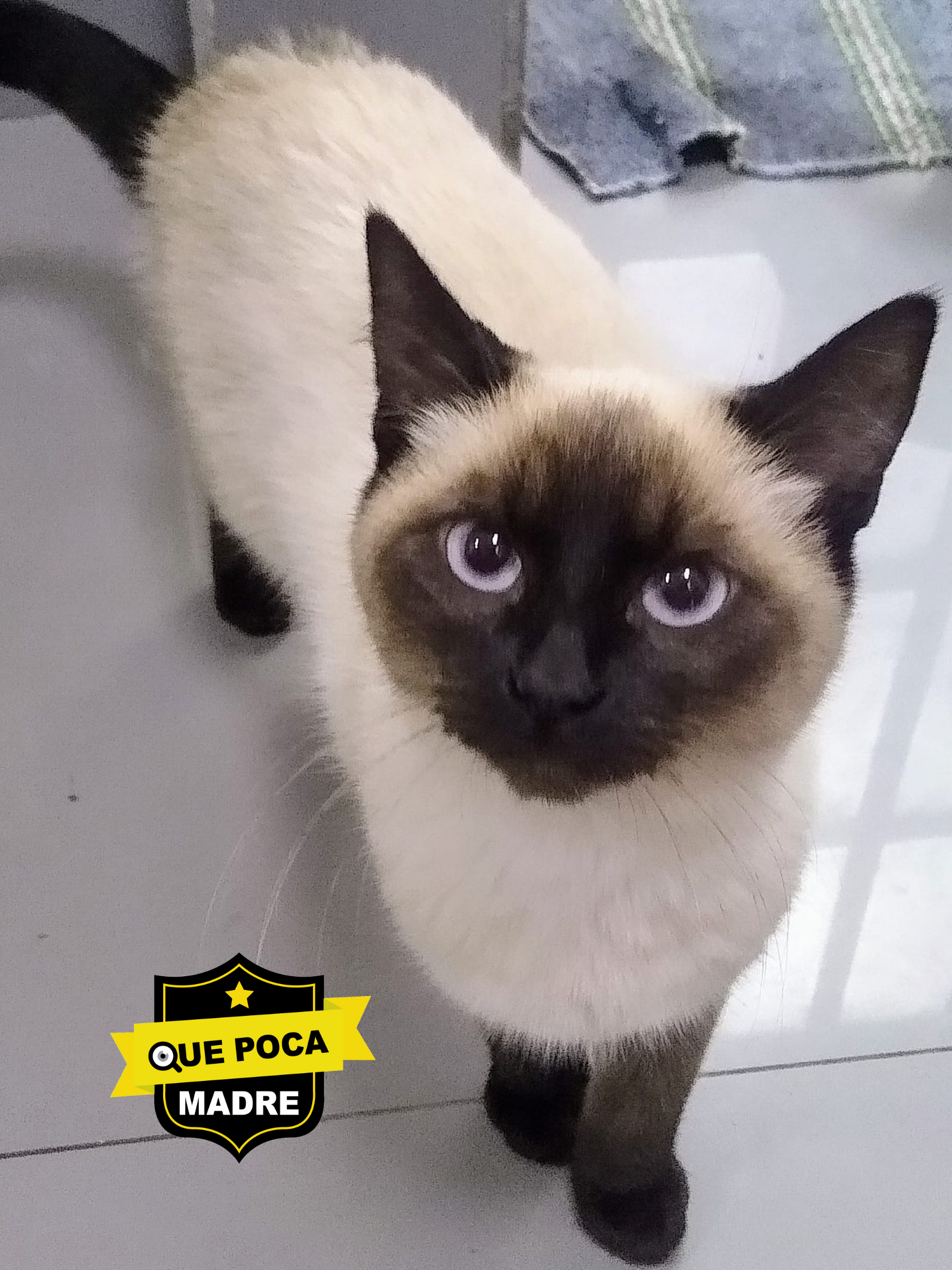 MIRA QUE CHULADA‼️🐱🥰