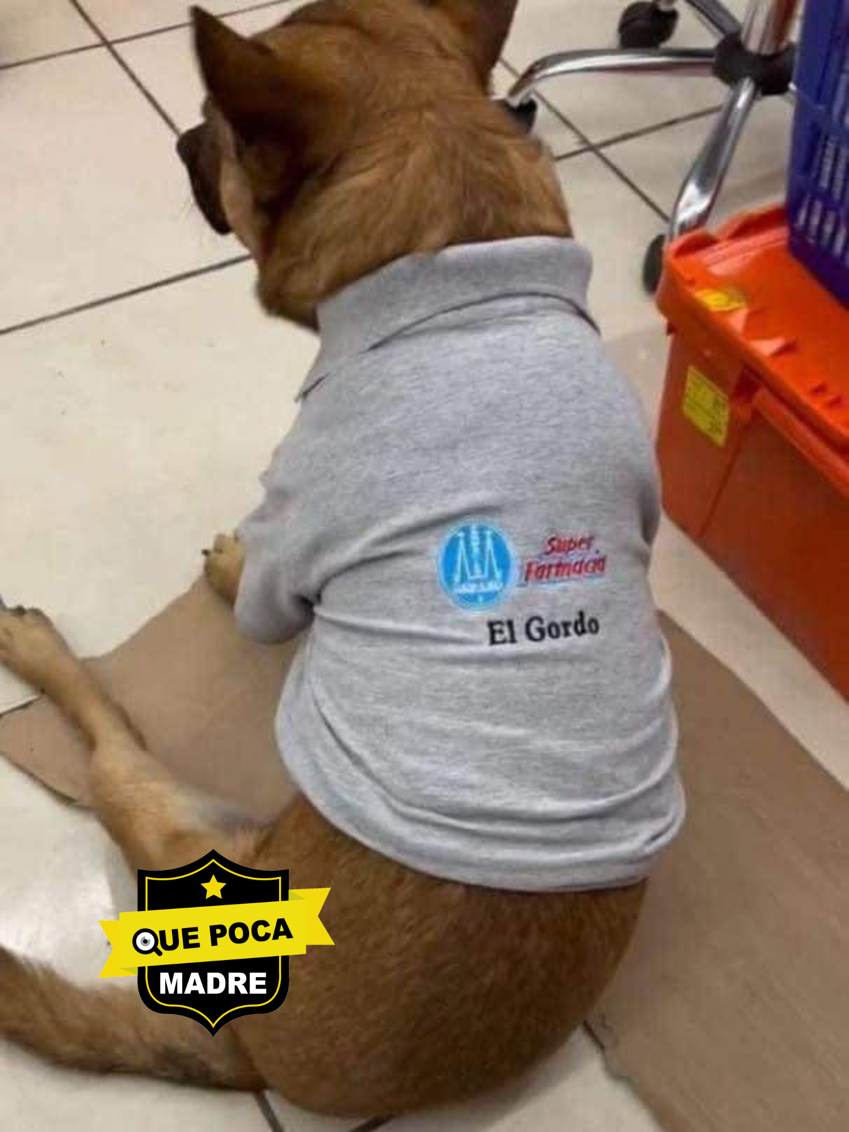 ‼️‼️PERRO QUE HERMOSO‼️‼️ PESE A ESTAR SUMERGIDA EN LA VI0LENCIA, EN CHIAPAS AÚN PASAN COSAS BUENAS 🐶🥰❤️