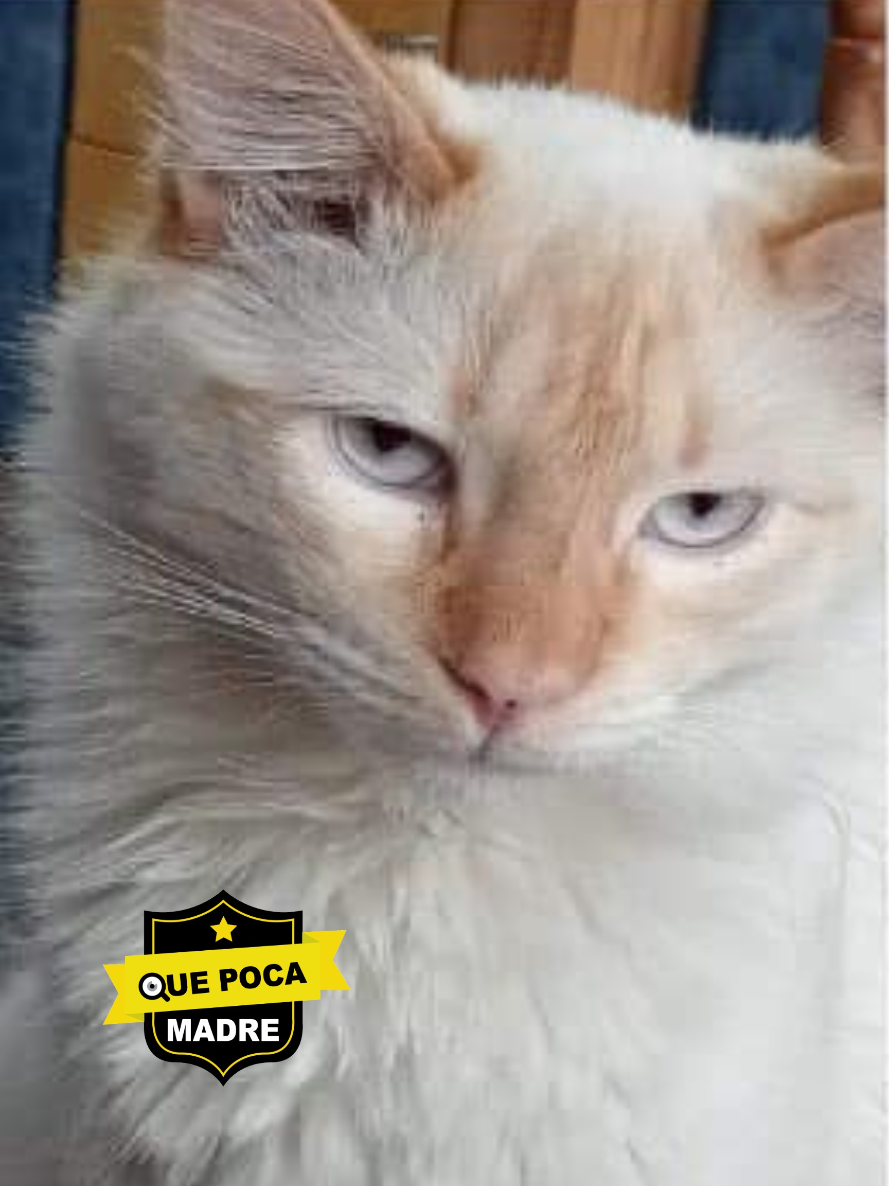 AYUDA A MEZUT A VOLVER A CASA 🐱🙏🥺