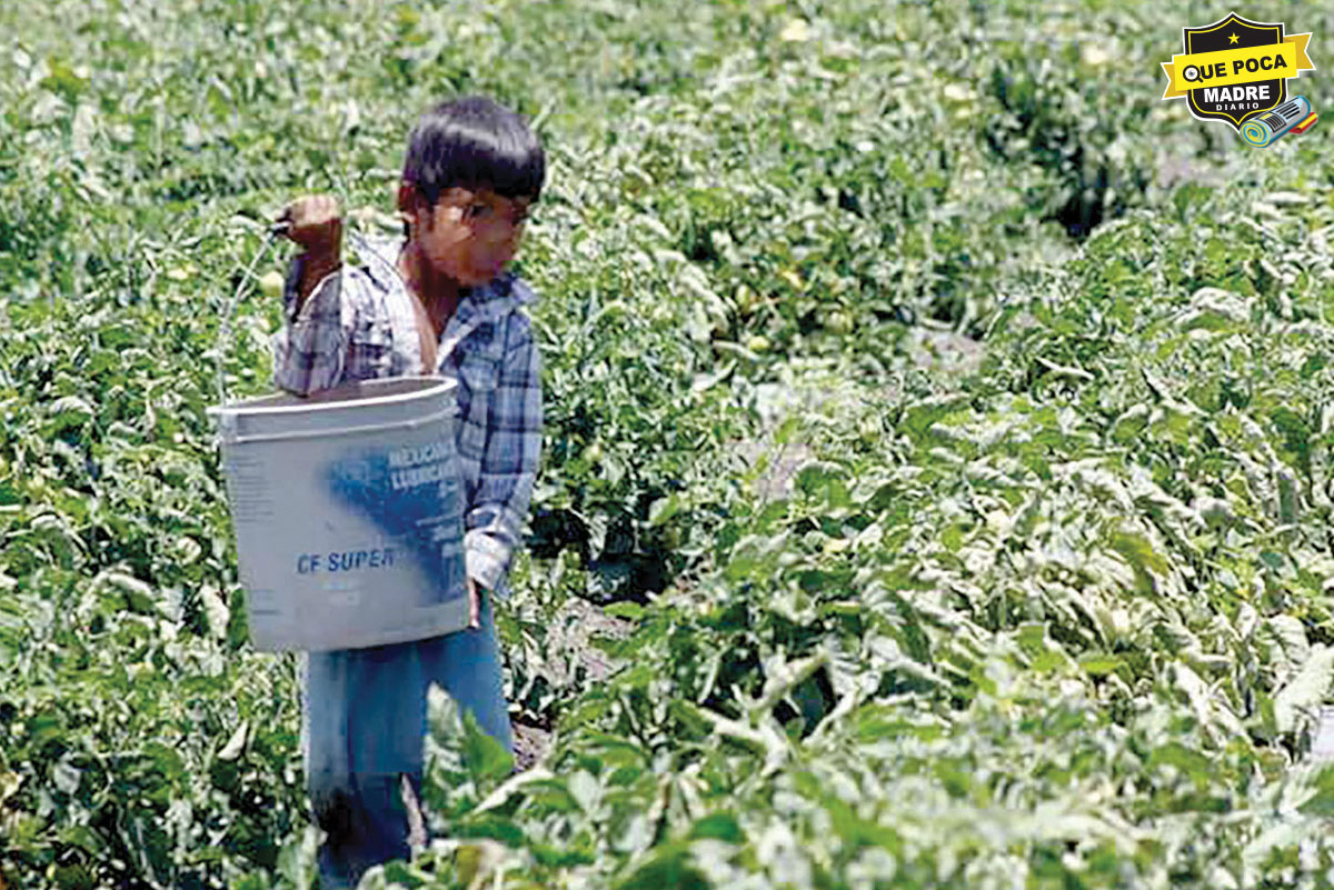 ¡Usan a niños mexicanos para cosechar productos para hacer drogas!