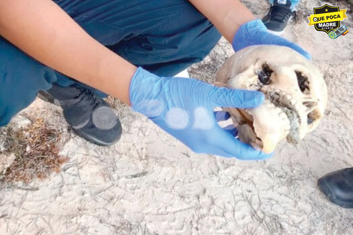 ¡CHISTOSITOS! Presencia de un cráneo movilizó al ejército