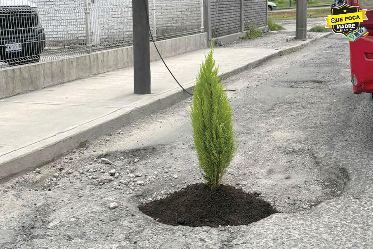 ¡Hoyos que dan vida! Plantan árboles en baches de Toluca