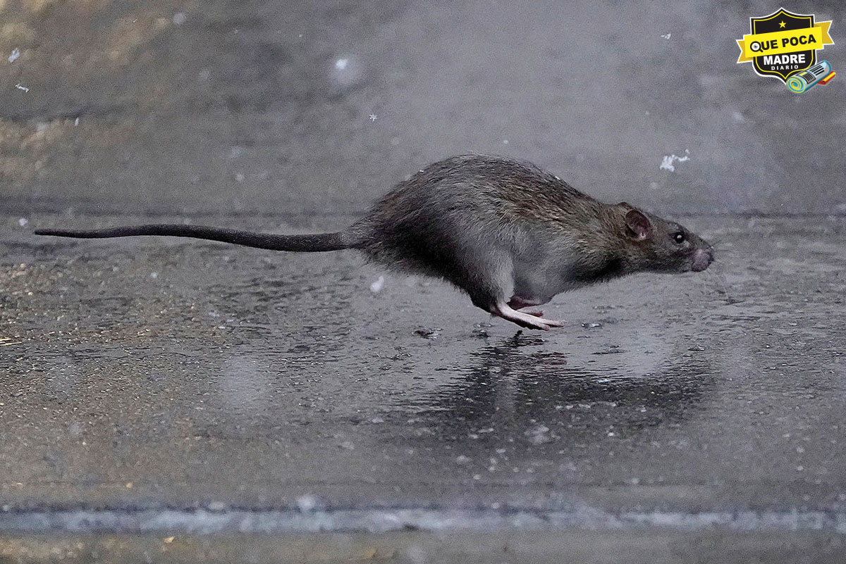 Buscan acabar con las ratas; realizan cumbre en New York para encontrar la solución