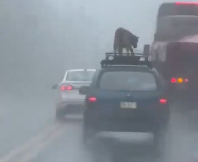 ¡NO MAS MALTRATO ANIMAL!❌ MANO DURA CONTRA ESTOS HDSPM 🐶🎥🤬