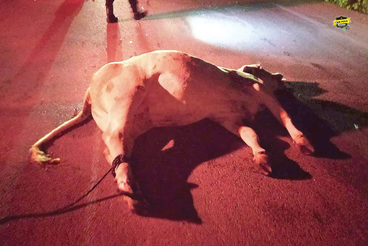 VACA PROVOCA ACCIDENTE EN CARRETERA DE YUCATÁN