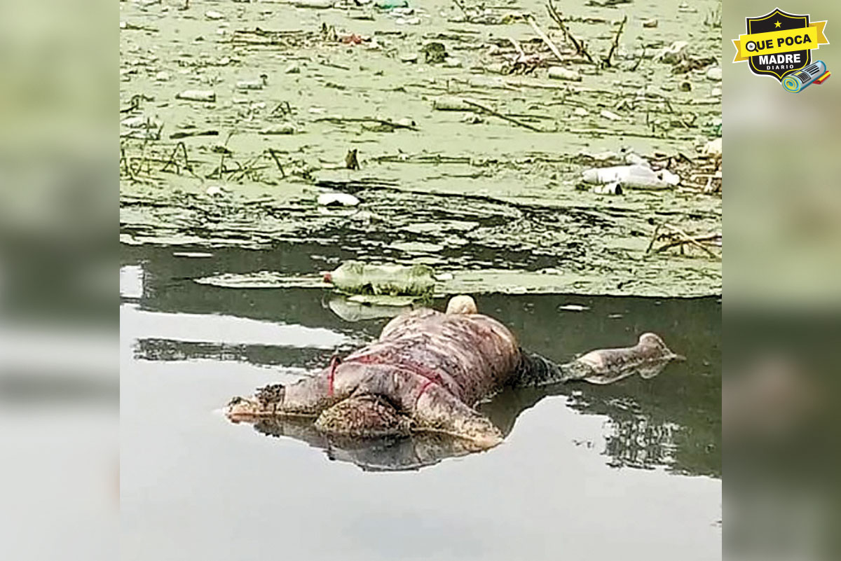 ¡YA ESTABA “HINCHADITA”!, flotaba cuerpo de una mujer en lago