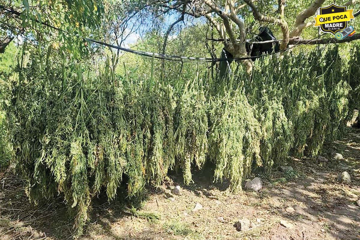 BIEN CARGADOS LOCALIZAN Y ASEGURAN CENTRO DE ACOPIO DE MARIHUANA EN JALISCO