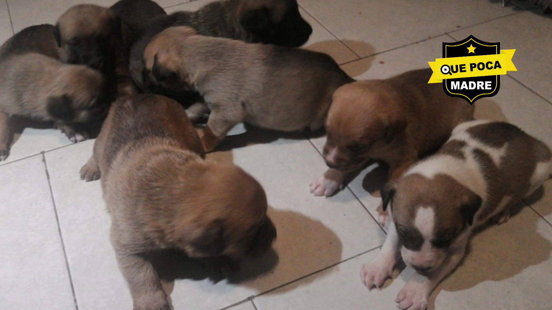 #Perritos BEBÉS BUSCAN HOGARES BUENOS, RESPONSABLES Y AMOROSOS 🐶🙏🥰