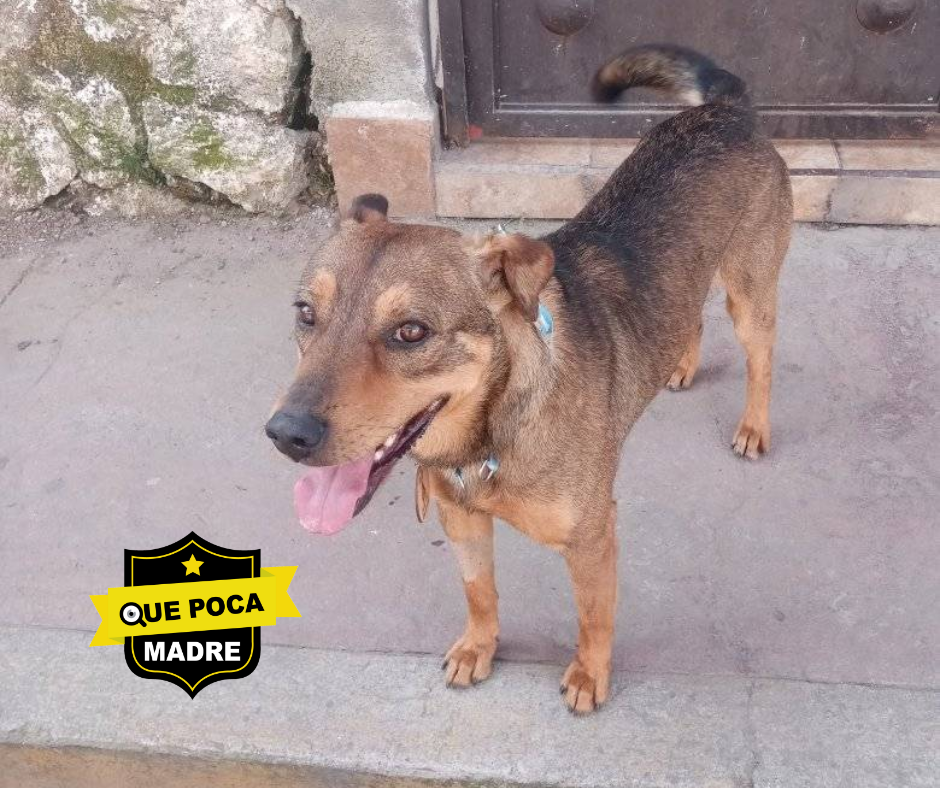 #SabiasQue‼️🚨 TE PRESENTAMOS A #Solovino, EL PERRITO DE SANTA MARÍA RAYÓN 🐶🥰❤️