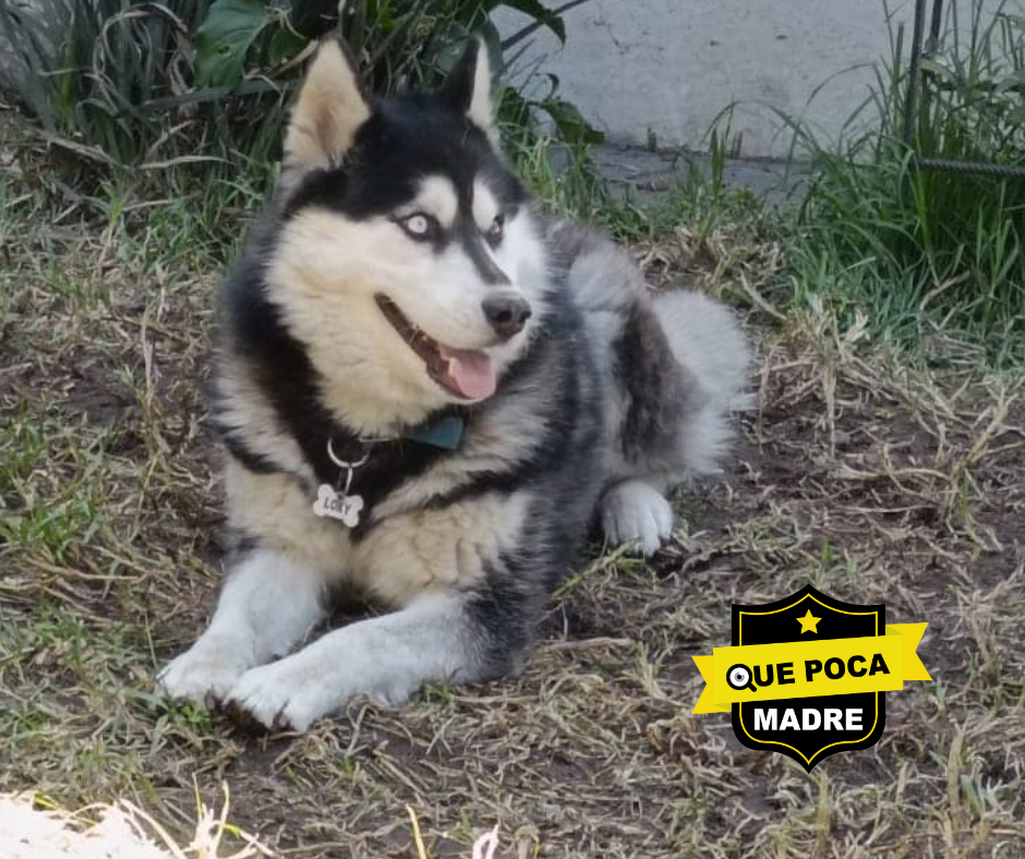 AQUÍ VAMOS DE NUEVO‼️😞 LOKI OTRA VEZ EN ADOPCIÓN 🐶🙏🚨