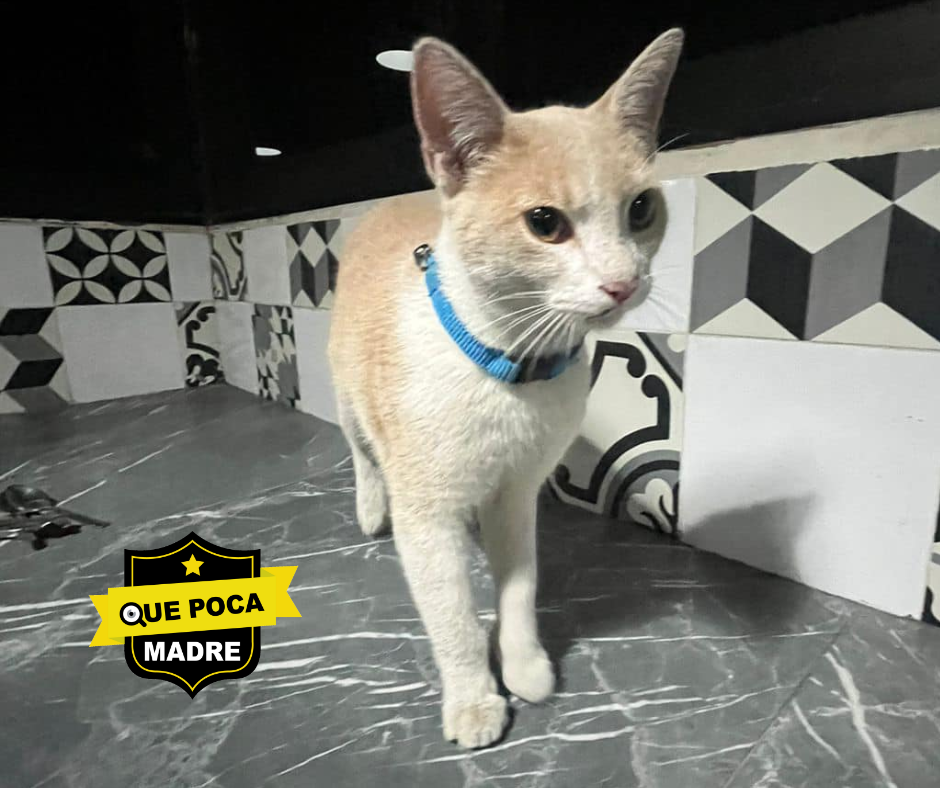 ES TUYO⁉️🤔 AYUDEMOS A ESTE #Michi A VOLVER A SU HOGAR 🙏🐱🚨