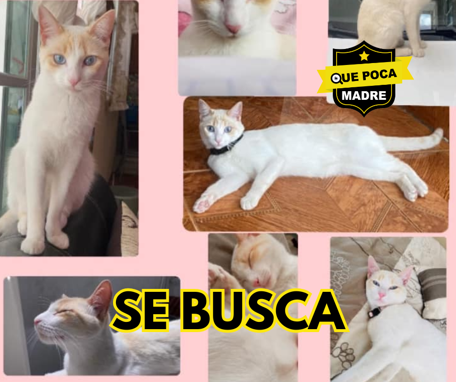 #Familia BUSCA A SU #Michi PERDIDA🐱🙏🥺