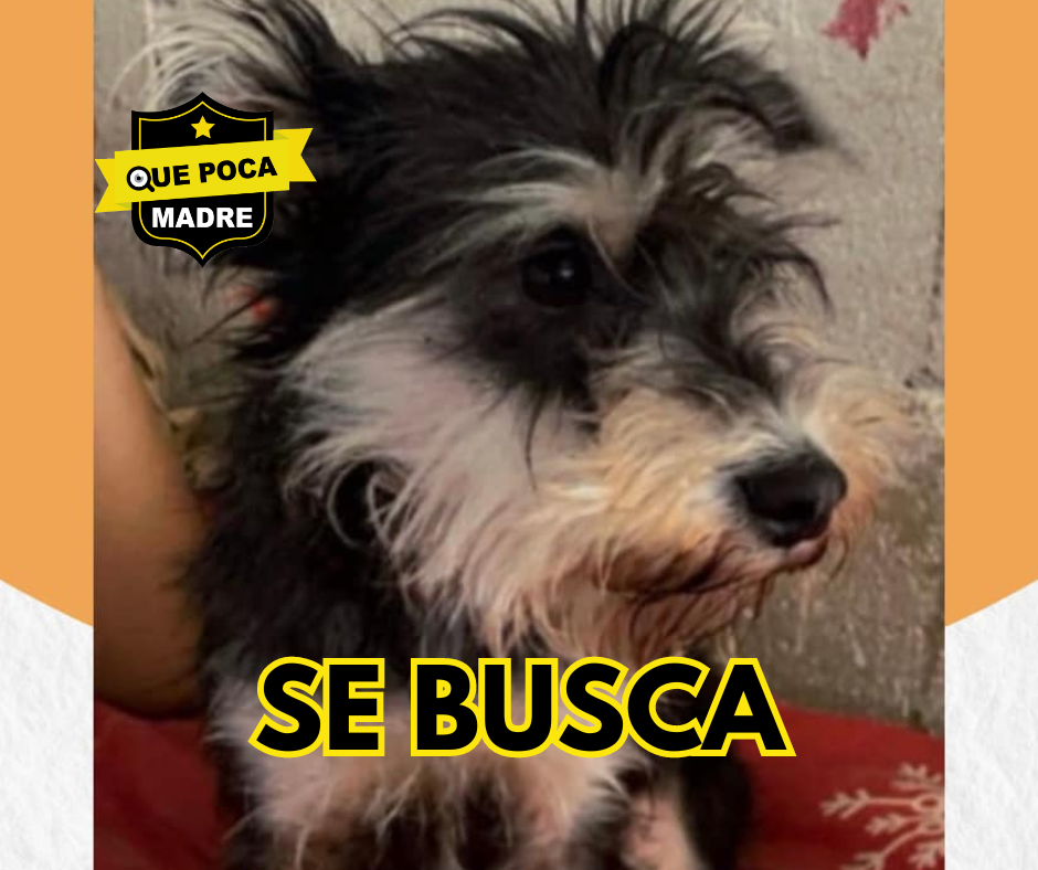 AYUDA PARA ENCONTRAR A #Lusi 🙏🐶🥺