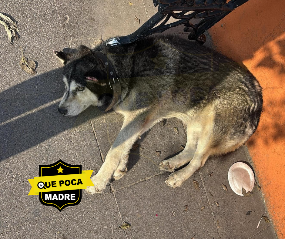 LOBITO PERDIDO… OJALA SU #Familia VAYA POR ÉL🐶🙏🚨