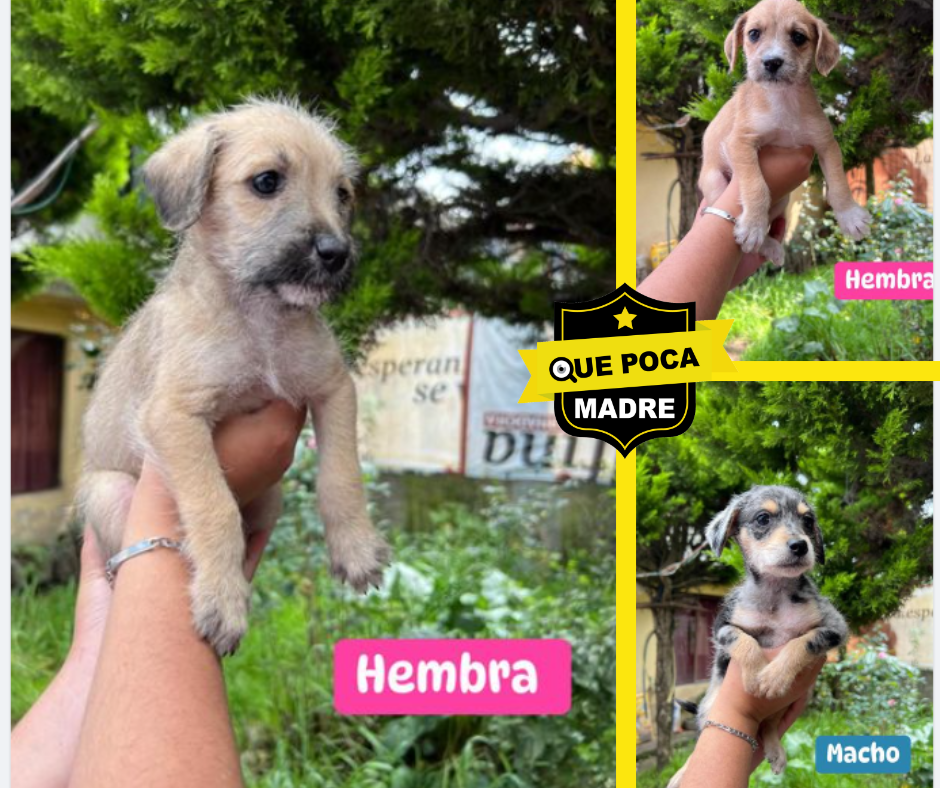 HOLA #Calimaya, #Edomex‼️👏 PERRITOS BEBÉS EN ADOPCIÓN 🐶🙏🥰