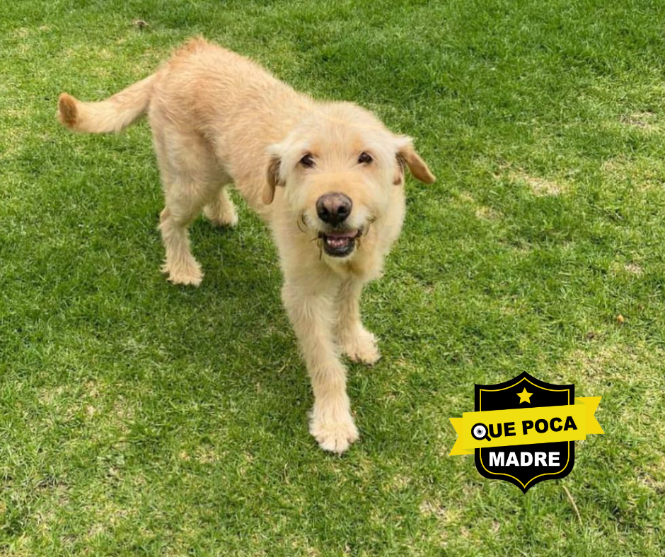 HOLI‼️‼️ AQUÍ OTRO PRECIOSO QUE BUSCA UNA FAMILIA 🐶🙏🥰