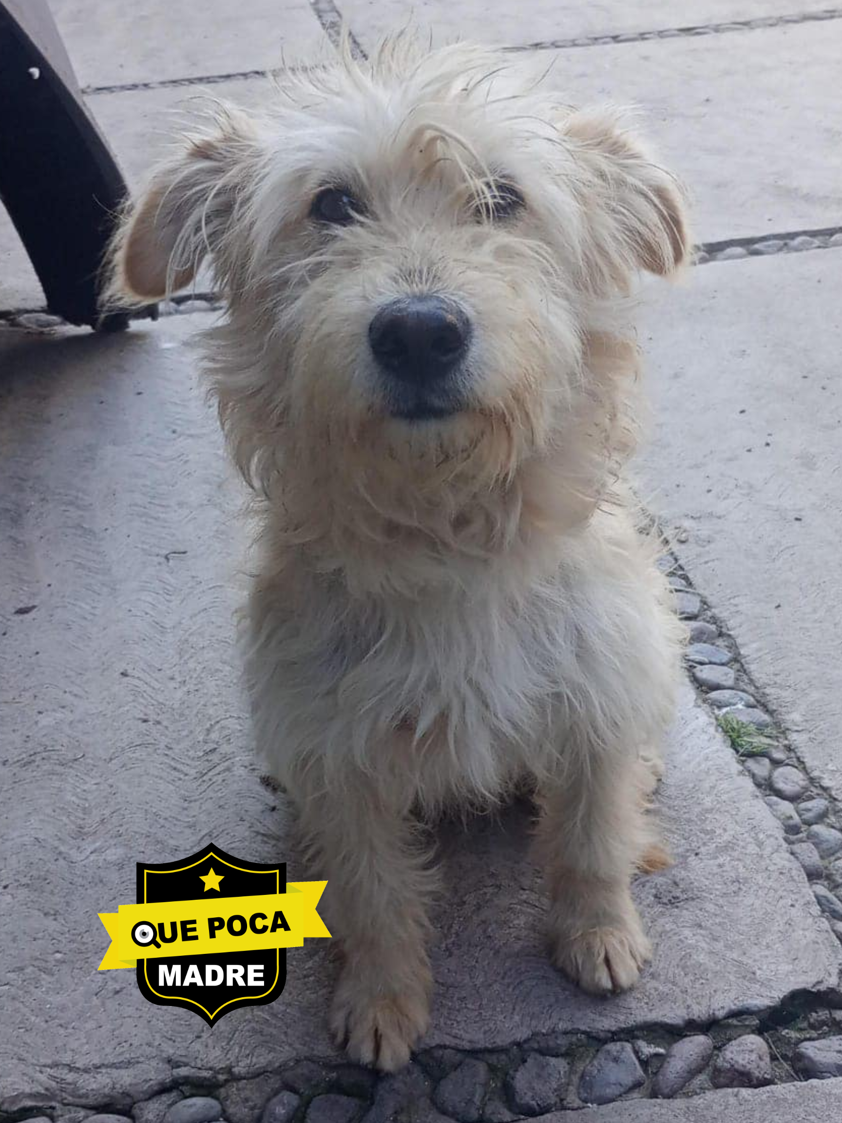 🆘#URGE🆘 #Lomito RESCATADO DE MALTRATO OCUPA HOHAR TEMPORAL 🐶🙏🥺