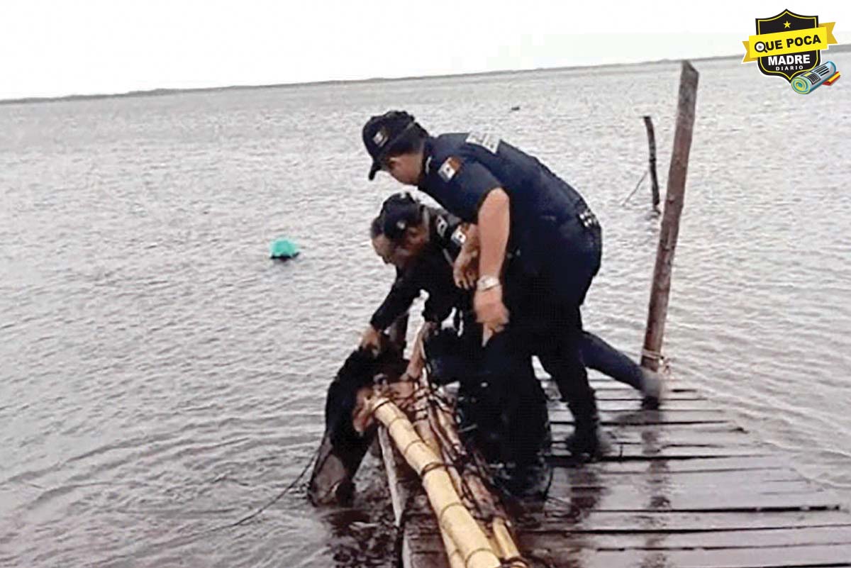 ¡Desgraciados! Dejan a perrito amarrado a muelle durante el paso de “Milton”