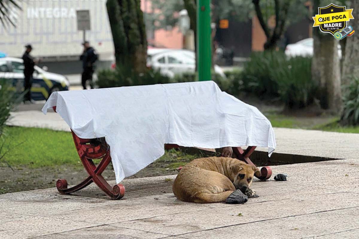 La “hachiko” de Toluca; perrita fiel espera que su amo despierte, pero este perdió la vida