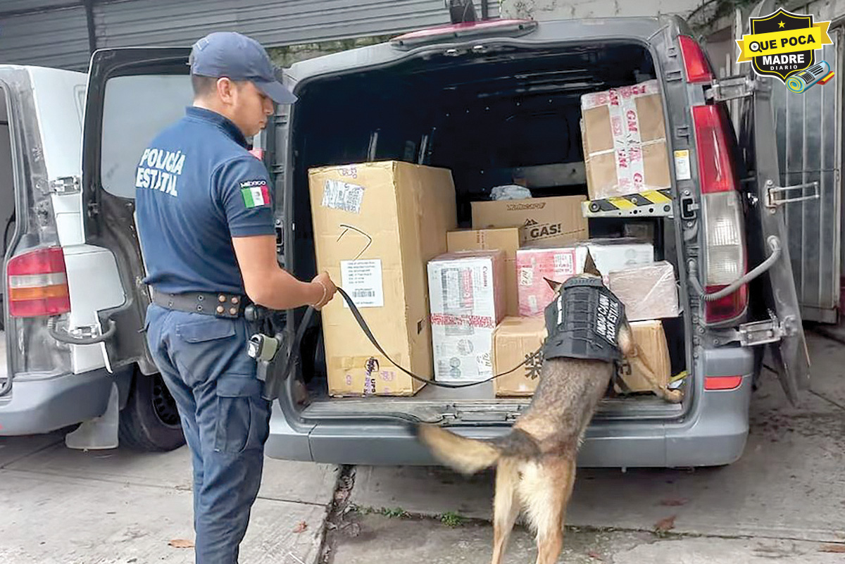 Perritos policía de Veracruz incautan más de 400 kg de mota