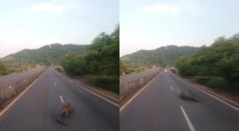 ‼🎥 CAPTAN A GODZILLA EN AUTOPISTA MEXICANA 🐊🤯🛣