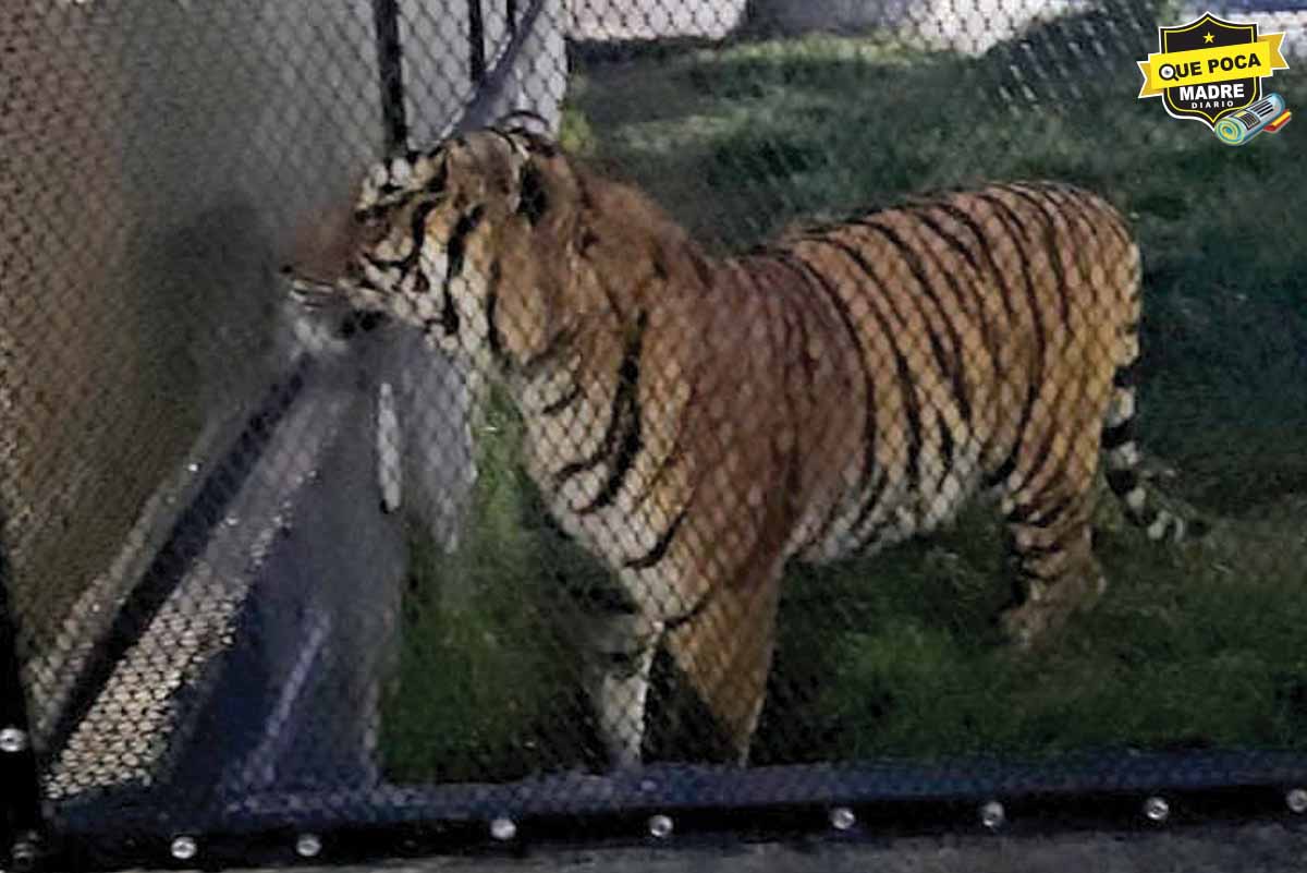 Autoridades rescatan a un tigre de bengala; detuvieron a un hombre en el lugar