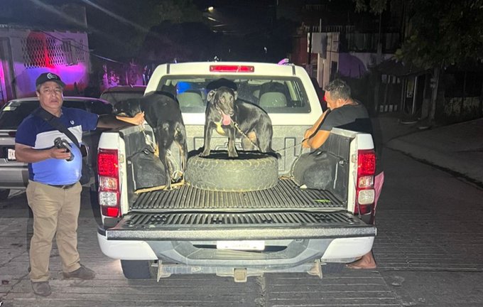 ¡REALIZAN CATEO EN PUERTO ESCONDIDO POR CRUELDAD ANIMAL, RESCATAN A DOS PERROS Y DETIENEN A UNA PERSONA!